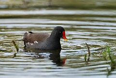 David Plant Photography - Wildlife Photographer - Moorhen - J